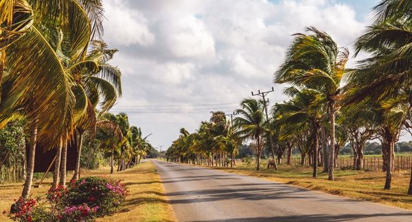 Road in Cuba with Palm Trees